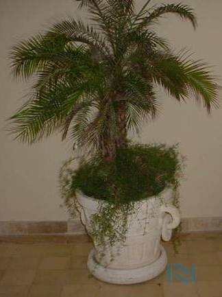 Maceta Decorativa de Fibra de Vidrio