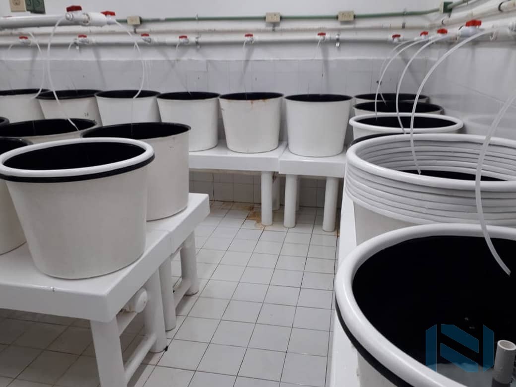 Laboratorio Larvas de Camaron